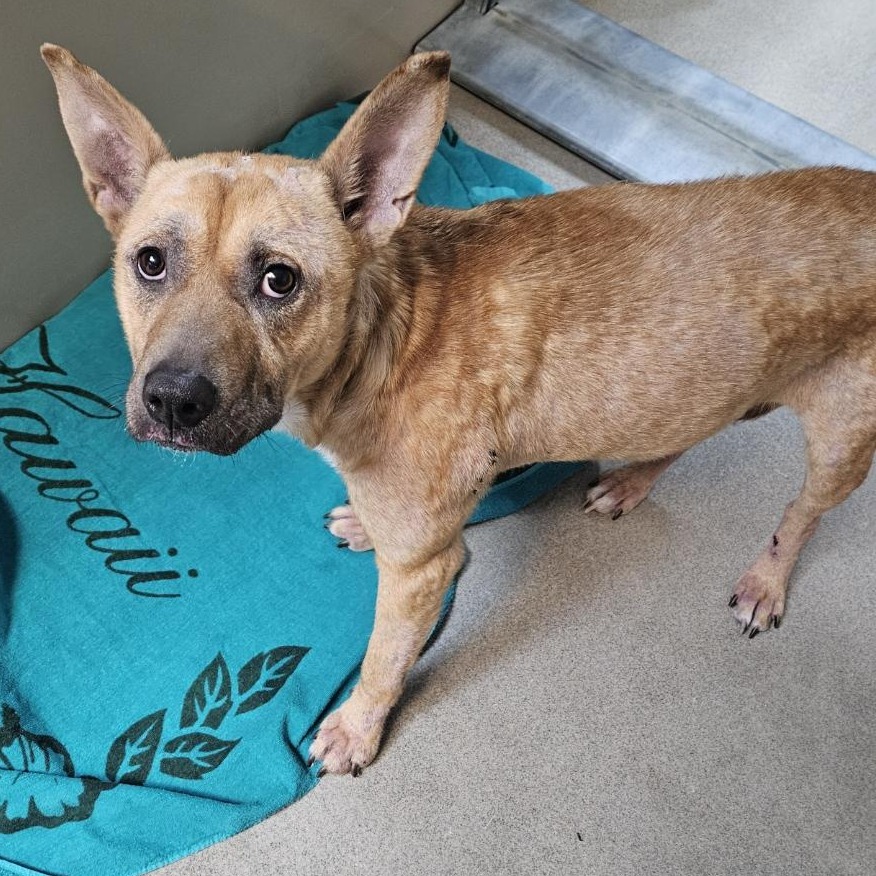 Kennel#18 Rowan's preview photo