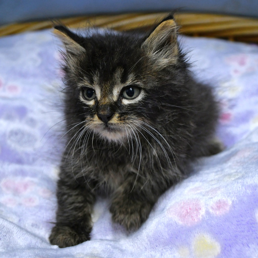BOO! - Domestic Shorthair available for adoption