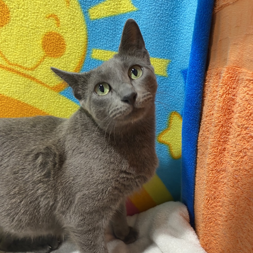 Remi — thumbnail 2