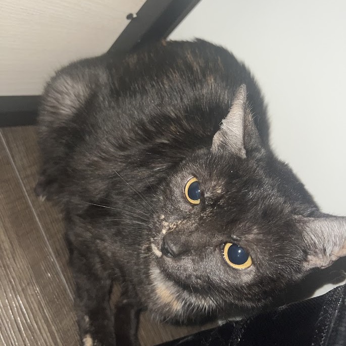 Princess Emily — thumbnail 3