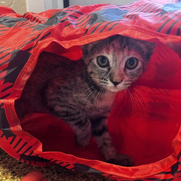 MARINARA - Domestic Shorthair available for adoption