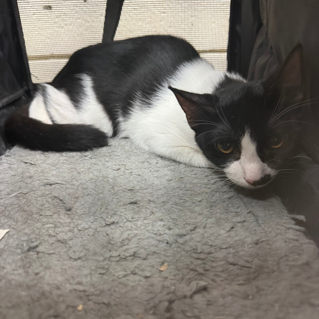 KITTEN 2 Image