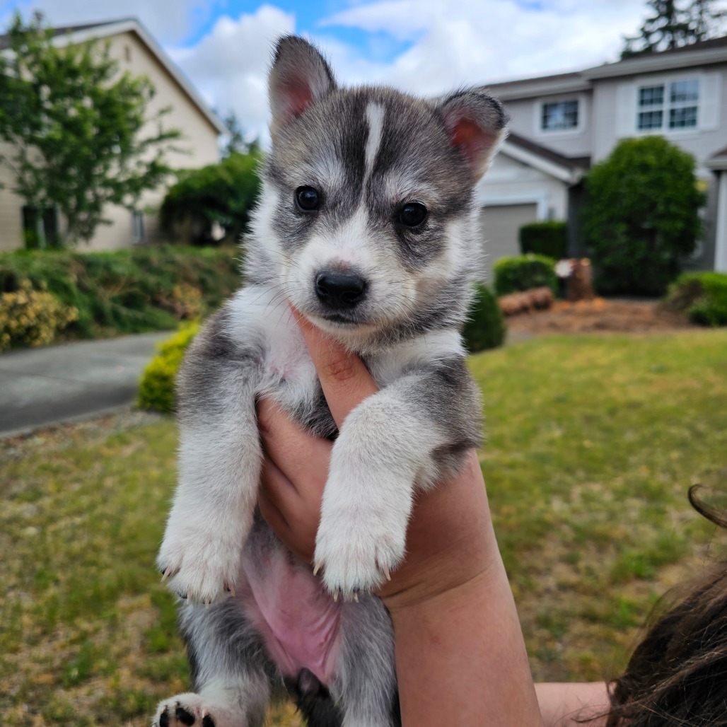 Lexi