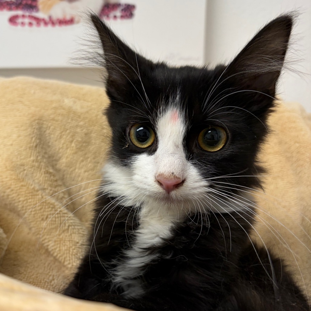 BLAZE - Domestic Longhair available for adoption