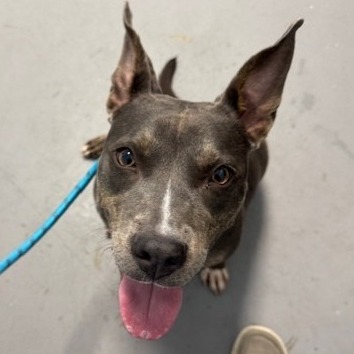 Winnie, adoptable Terrier, American Pit Bull at Lifeline of Galveston County
