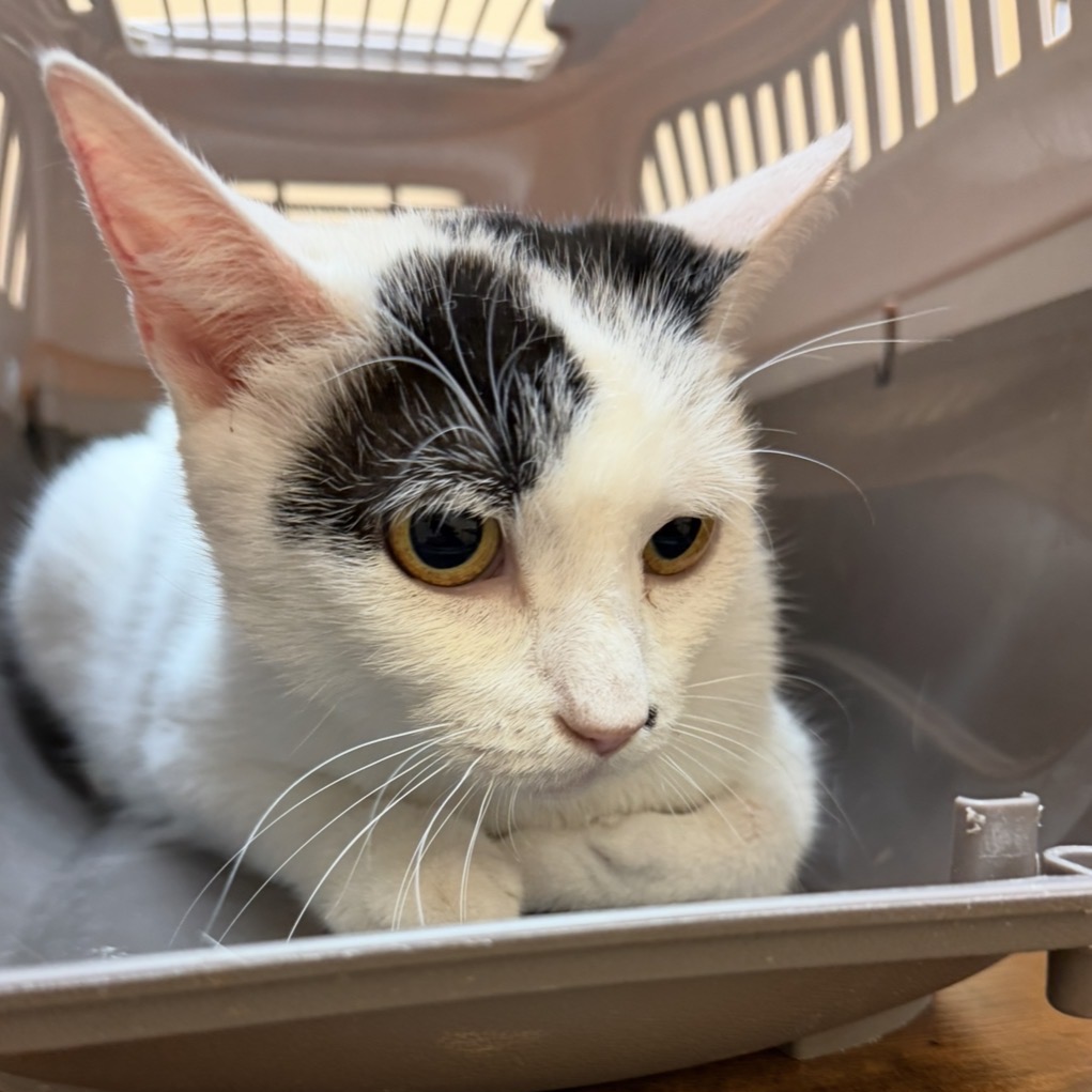 SPICE - Domestic Shorthair for adoption in Odessa