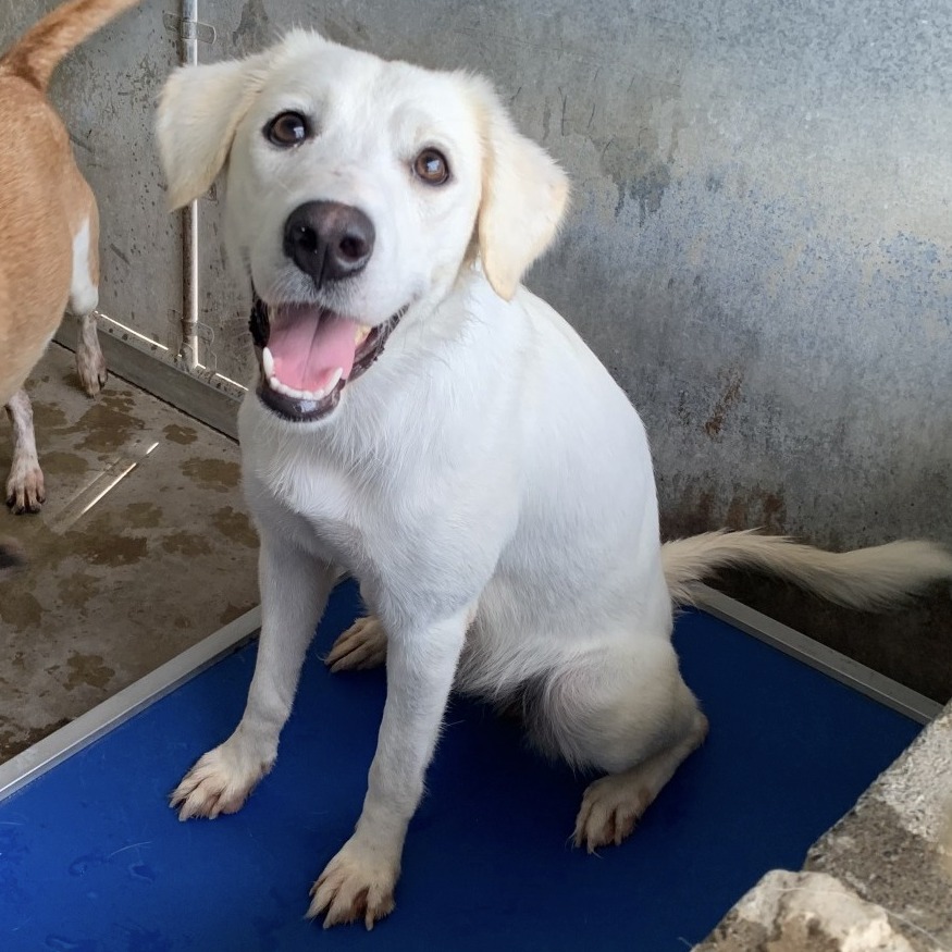 LOLLY - Retriever, Labrador / Mix available for adoption