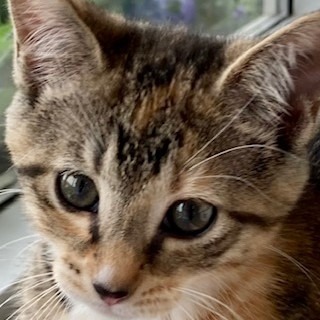 Hera — thumbnail 2