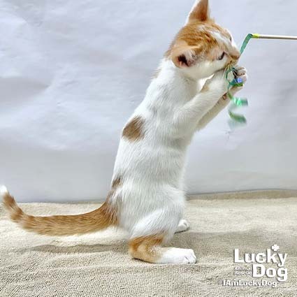 OBERON - Domestic Shorthair available for adoption