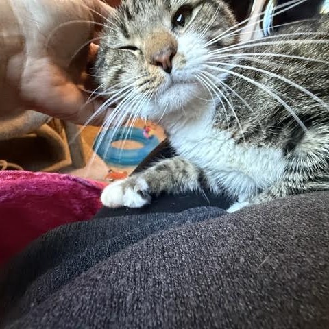 BISCUIT - Domestic Shorthair available for adoption