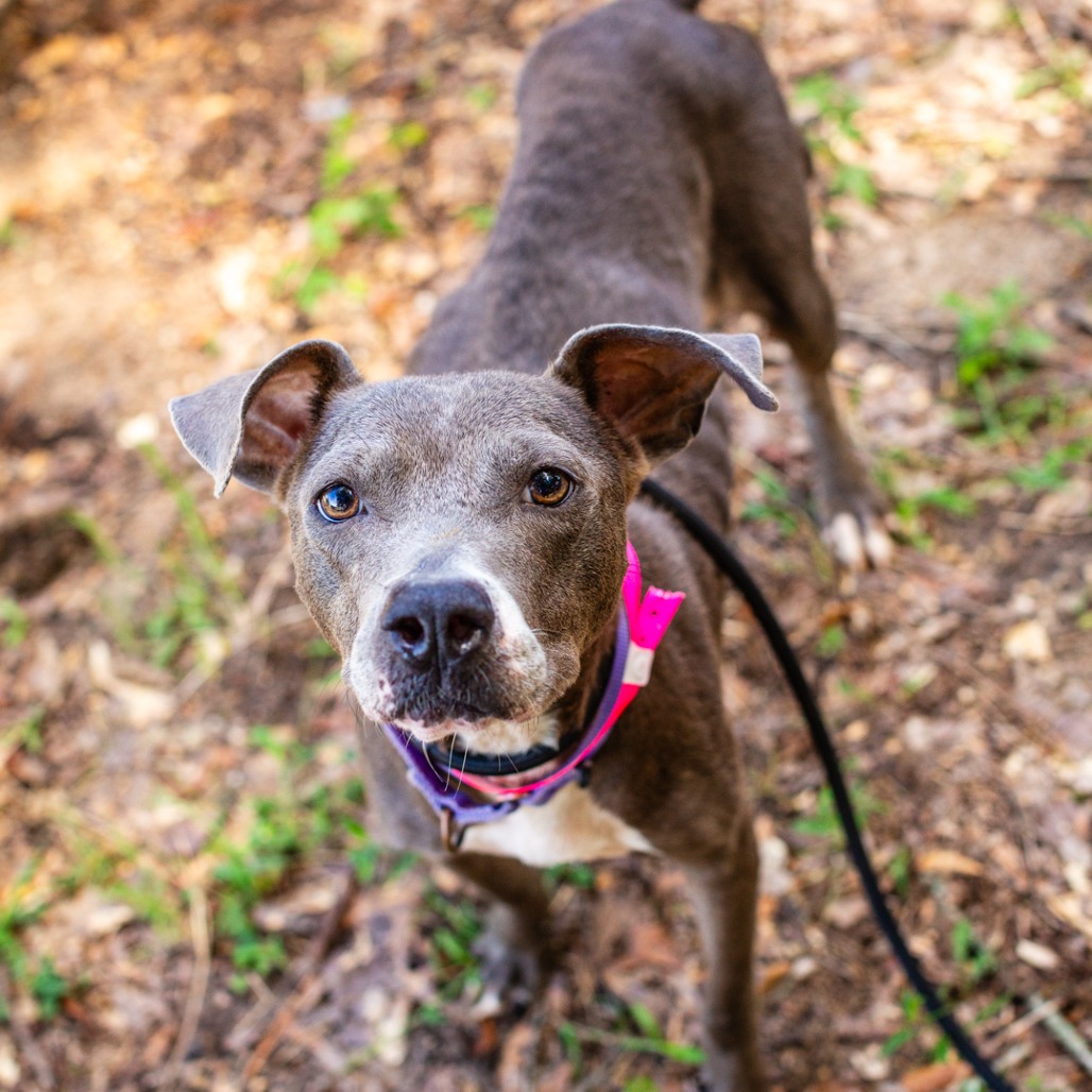 TEACHER'S PET - Terrier, American Staffordshire / Mix available for adoption