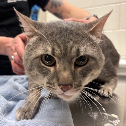 Kitty — thumbnail 2