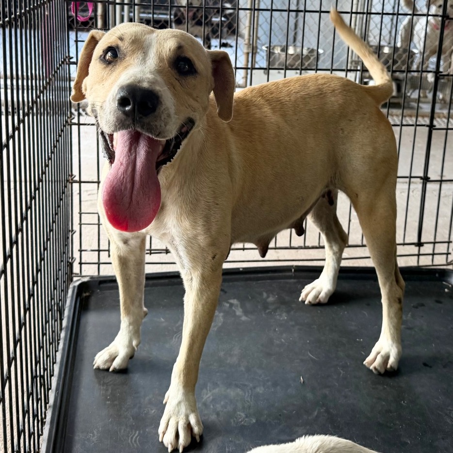 Kendra, available for adoption at PVAS