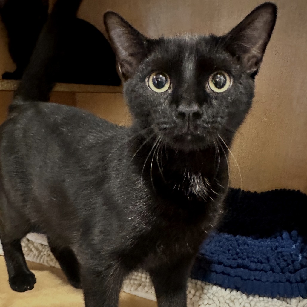 ONYX - Domestic Shorthair available for adoption