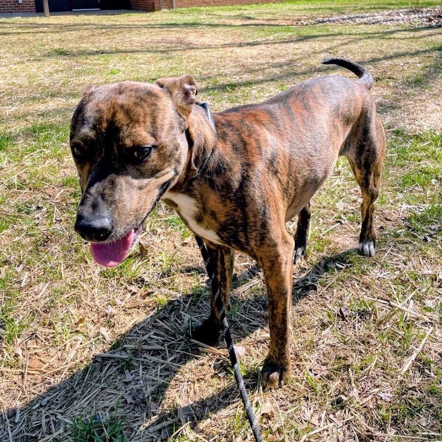 Mud Pie — thumbnail 4