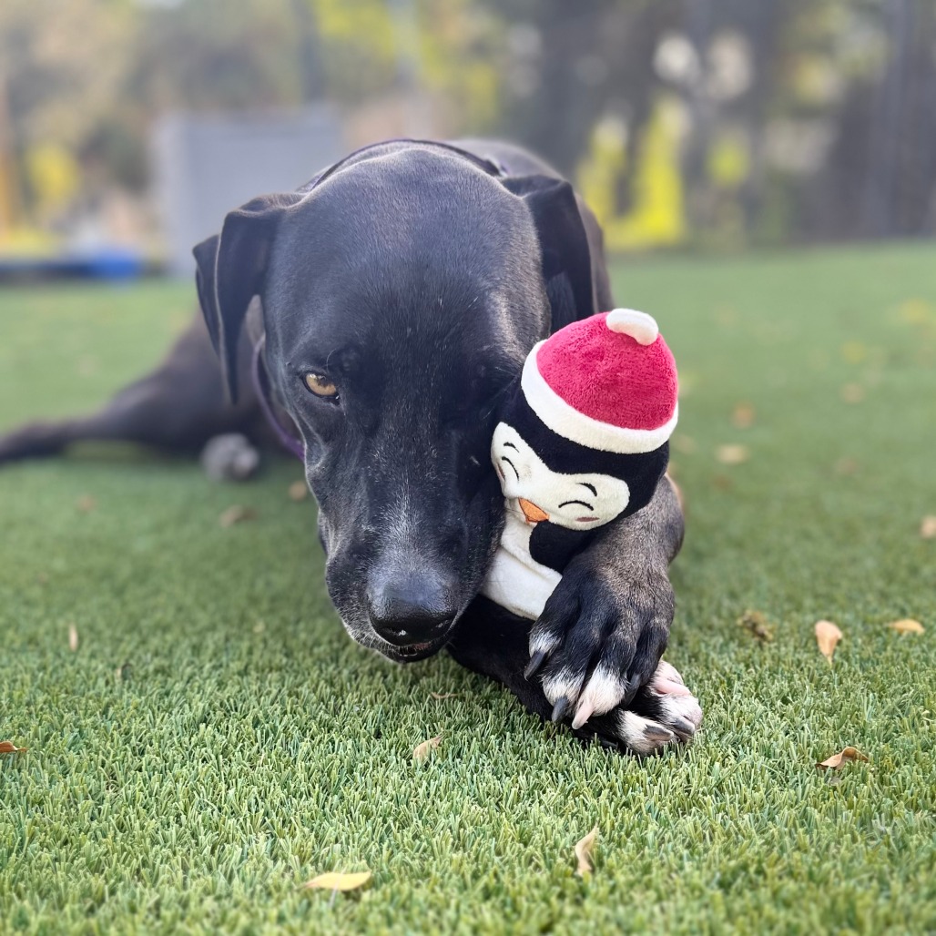 Oscar, photo 15