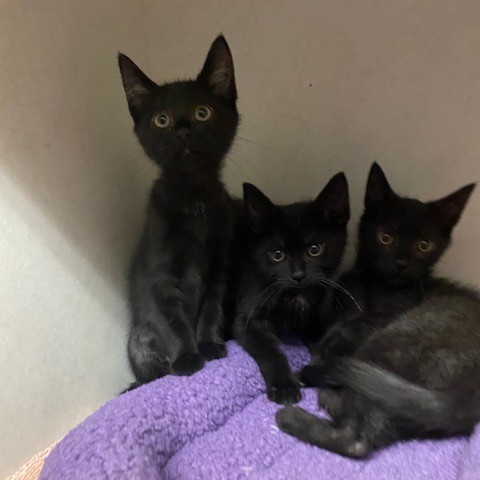 CORALINE - Domestic Shorthair available for adoption