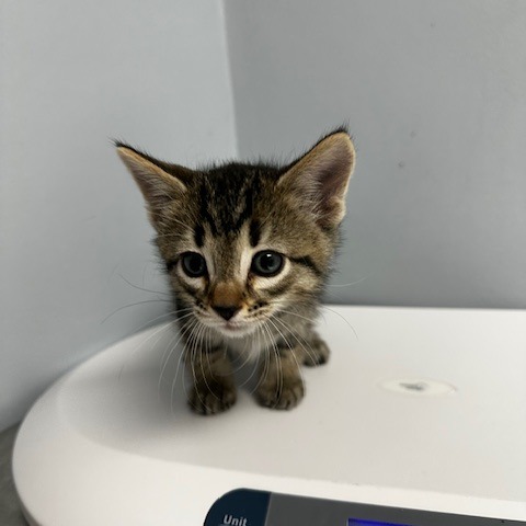 Stevens — thumbnail 2