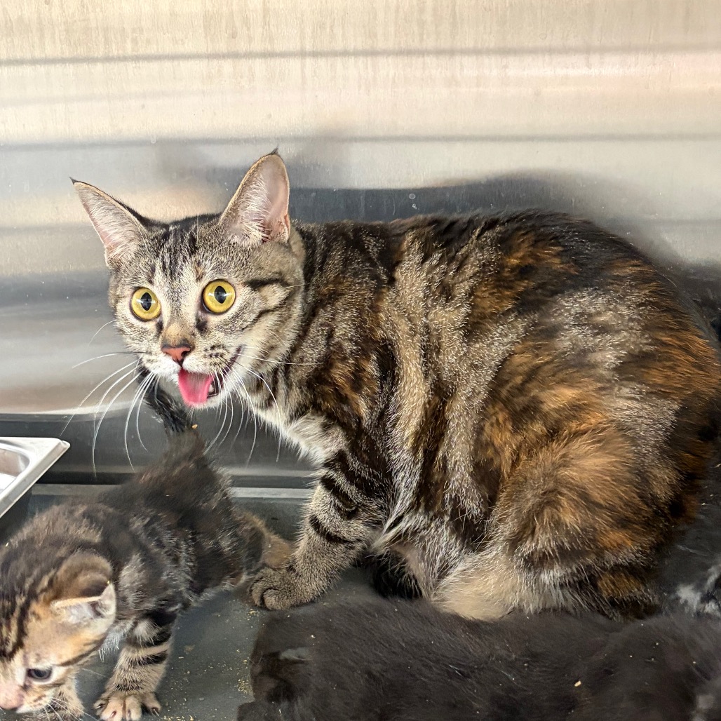 MOZZARELLA - Domestic Shorthair available for adoption