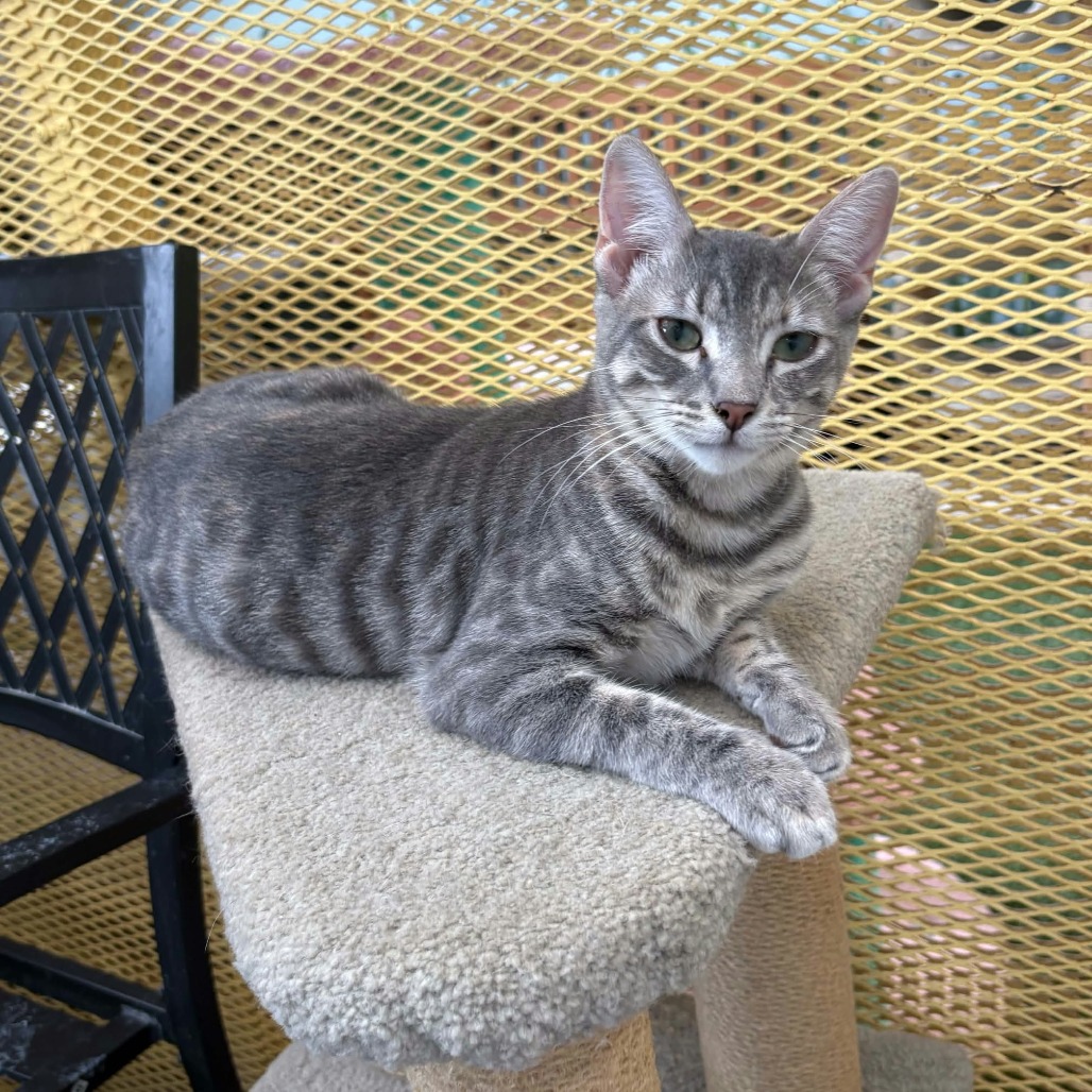 JOANSEY - Domestic Shorthair available for adoption
