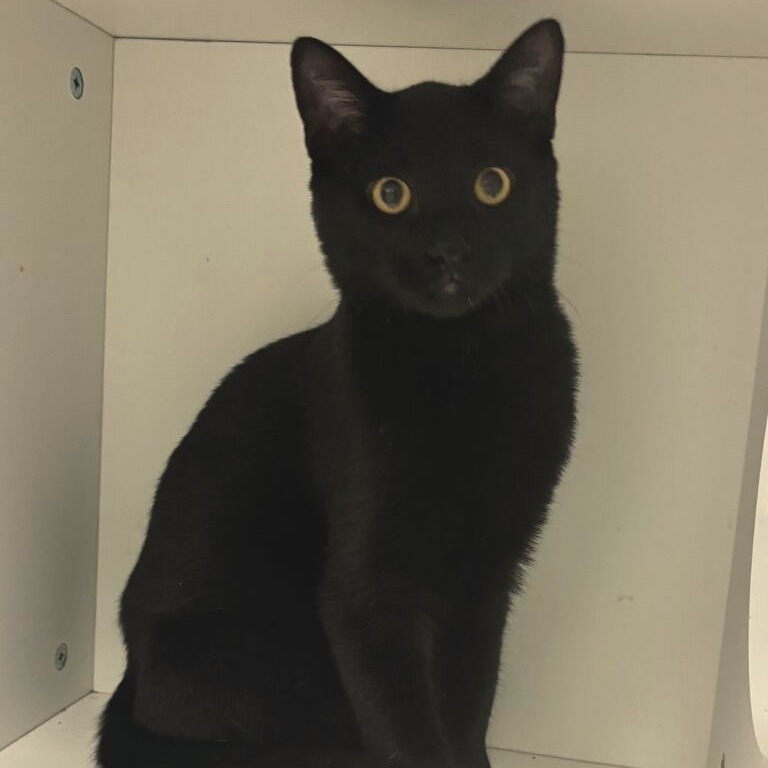 MAGNUS - Domestic Shorthair available for adoption