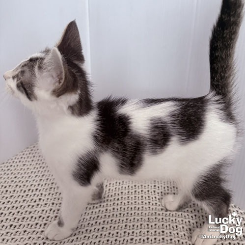 NIGEL - Domestic Shorthair available for adoption