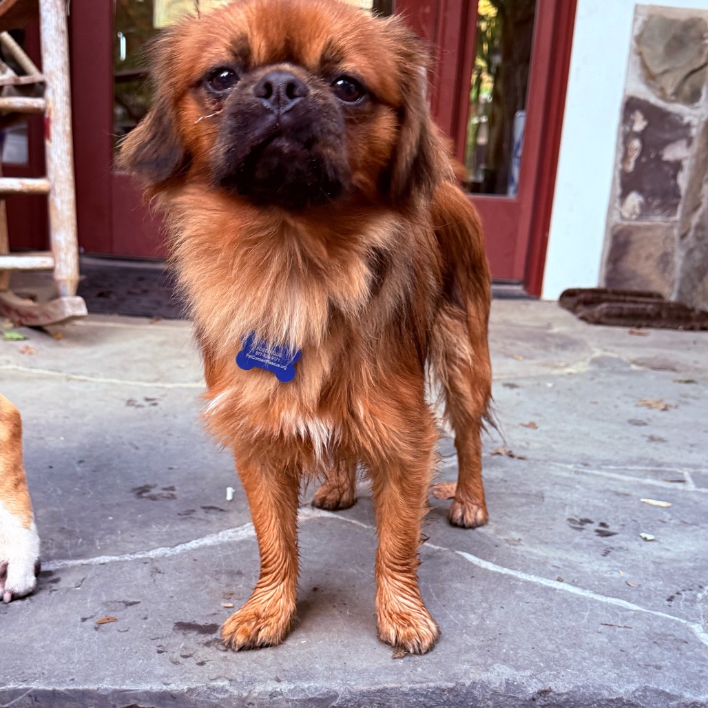 Rusty, photo 3