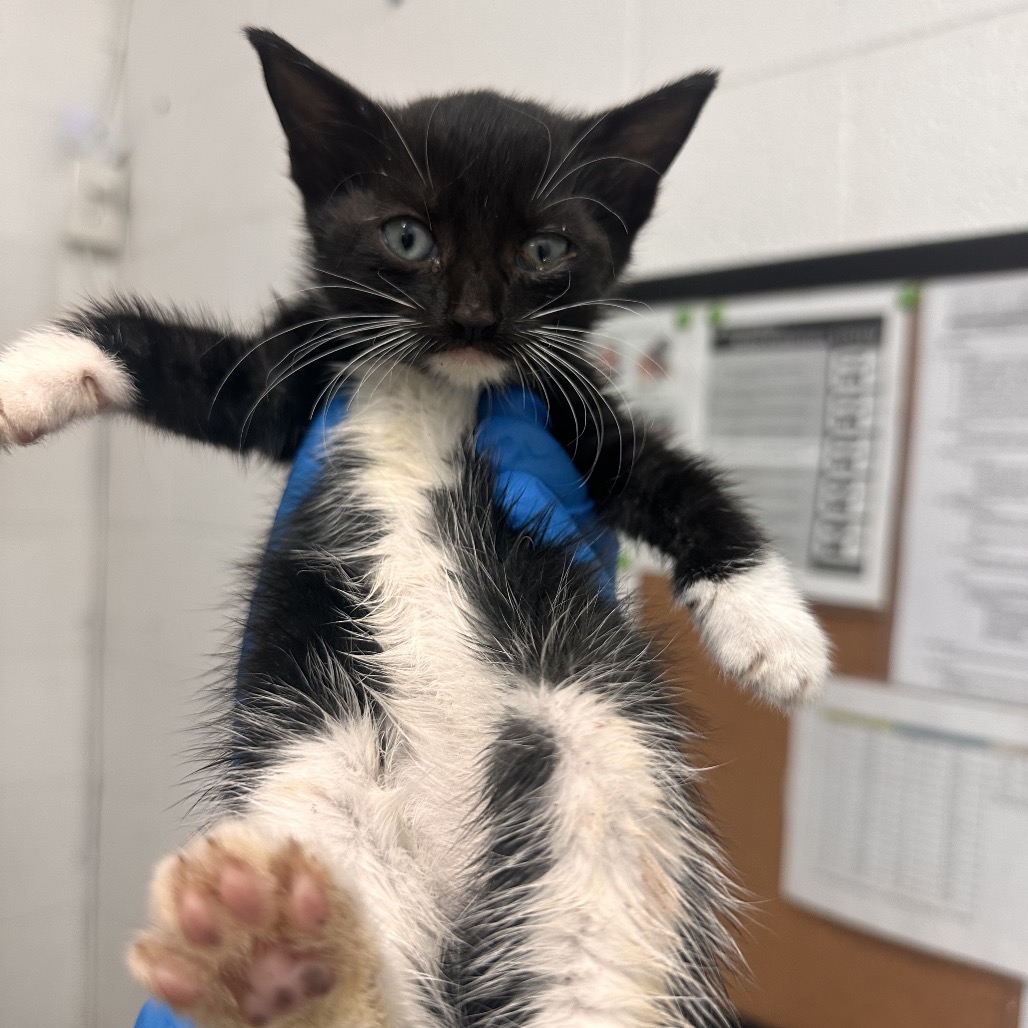 Neela , available for adoption at PVAS