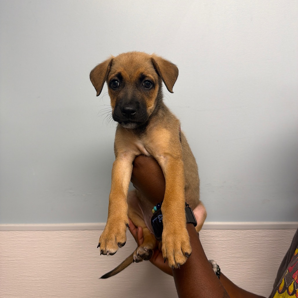 ZOE - Shepherd / Mix available for adoption
