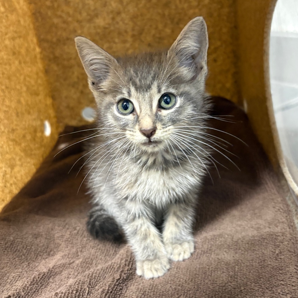 OLLIE - Domestic Shorthair / Domestic Shorthair for adoption in League City