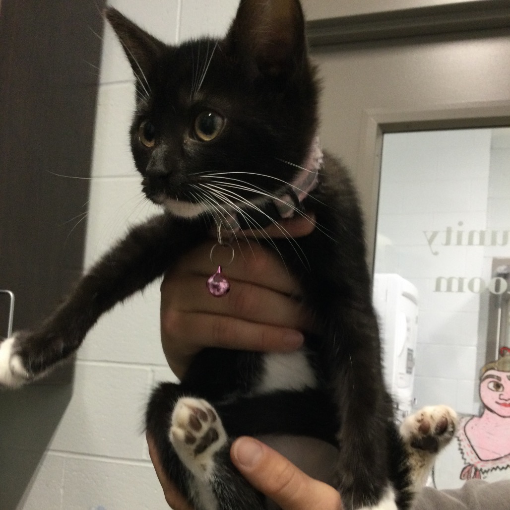 COFFEE BEAN (PINK) - Domestic Shorthair available for adoption