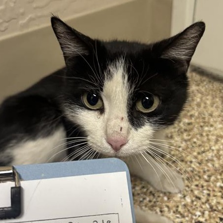 Puddles: Female 13 Domestic Shorthair