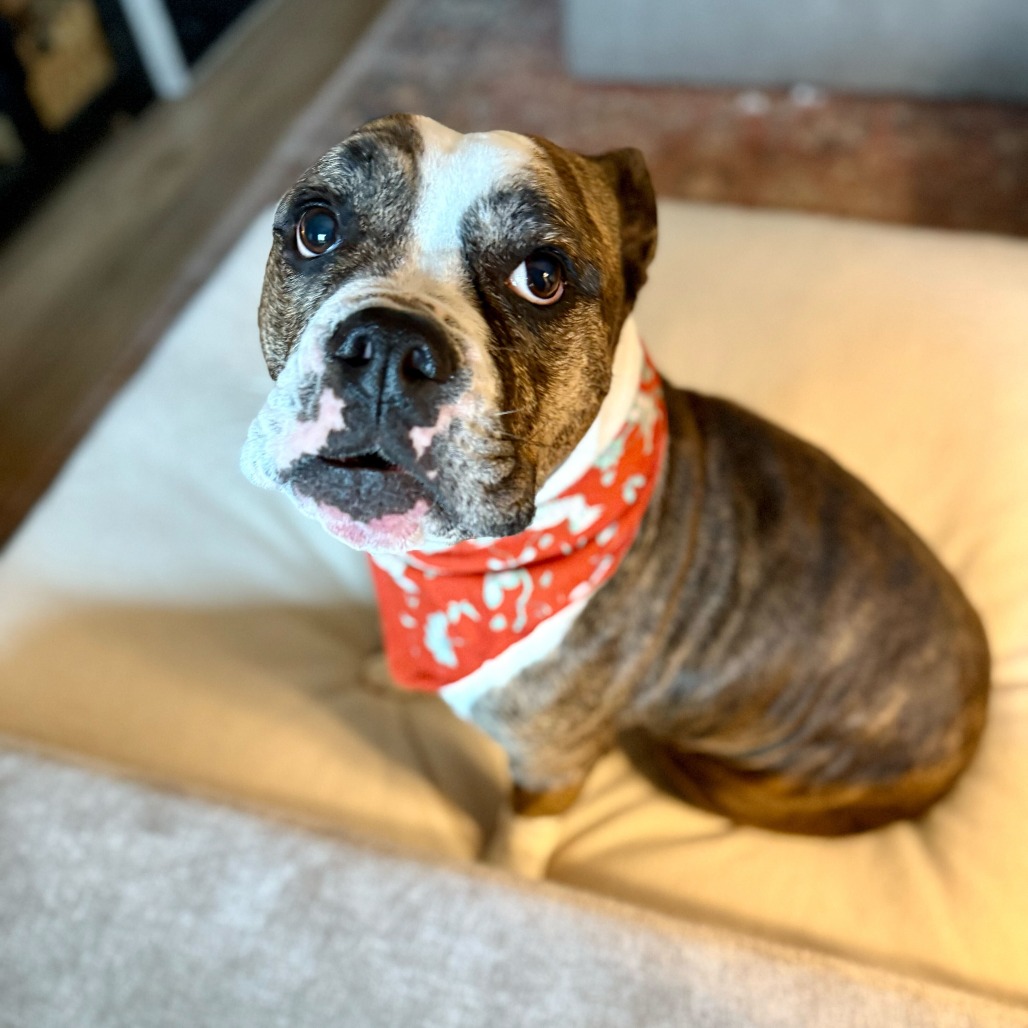 Dottie, photo 7