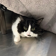 EDINA - Domestic Medium Hair / Domestic Medium Hair available for adoption