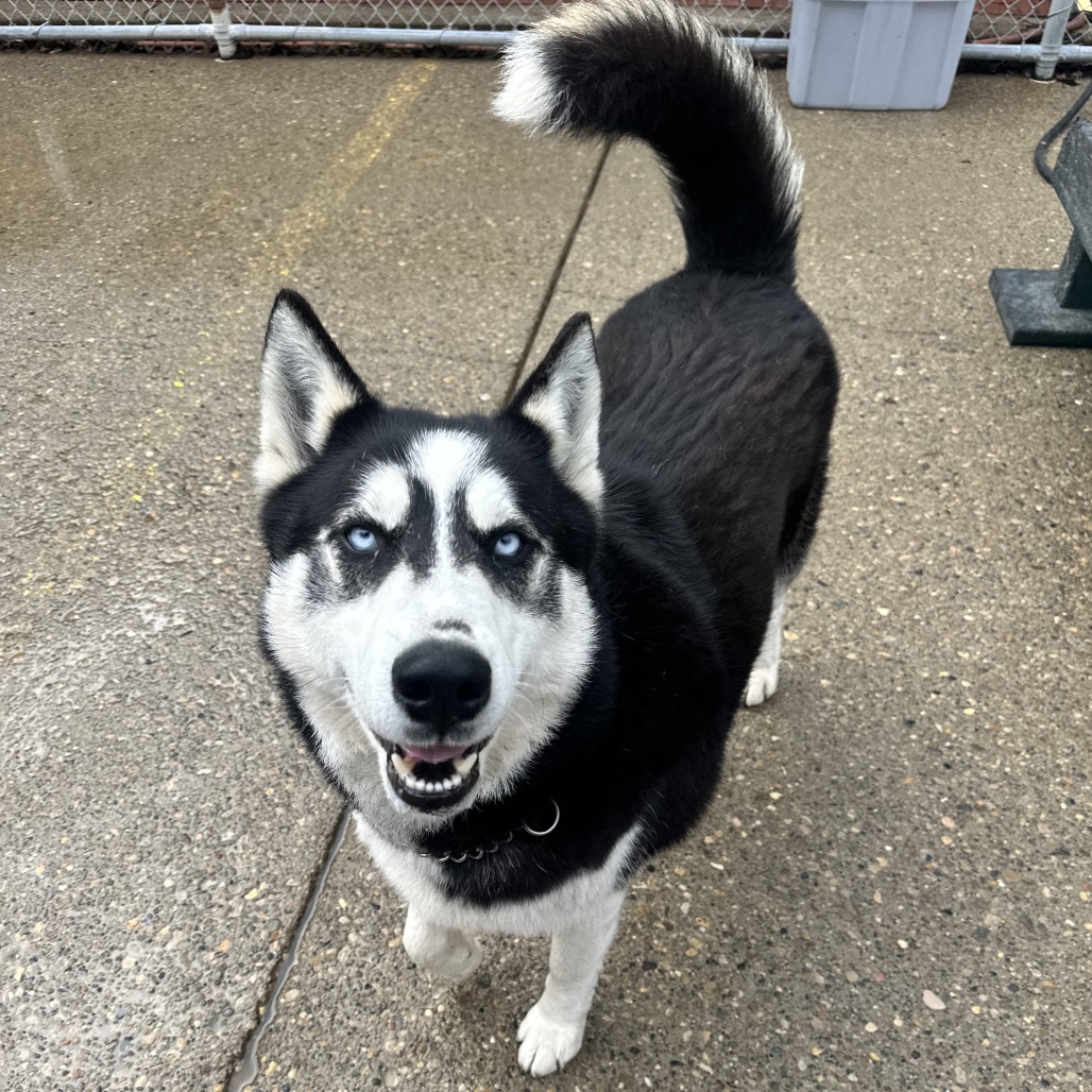 Canada's Shane Hollander