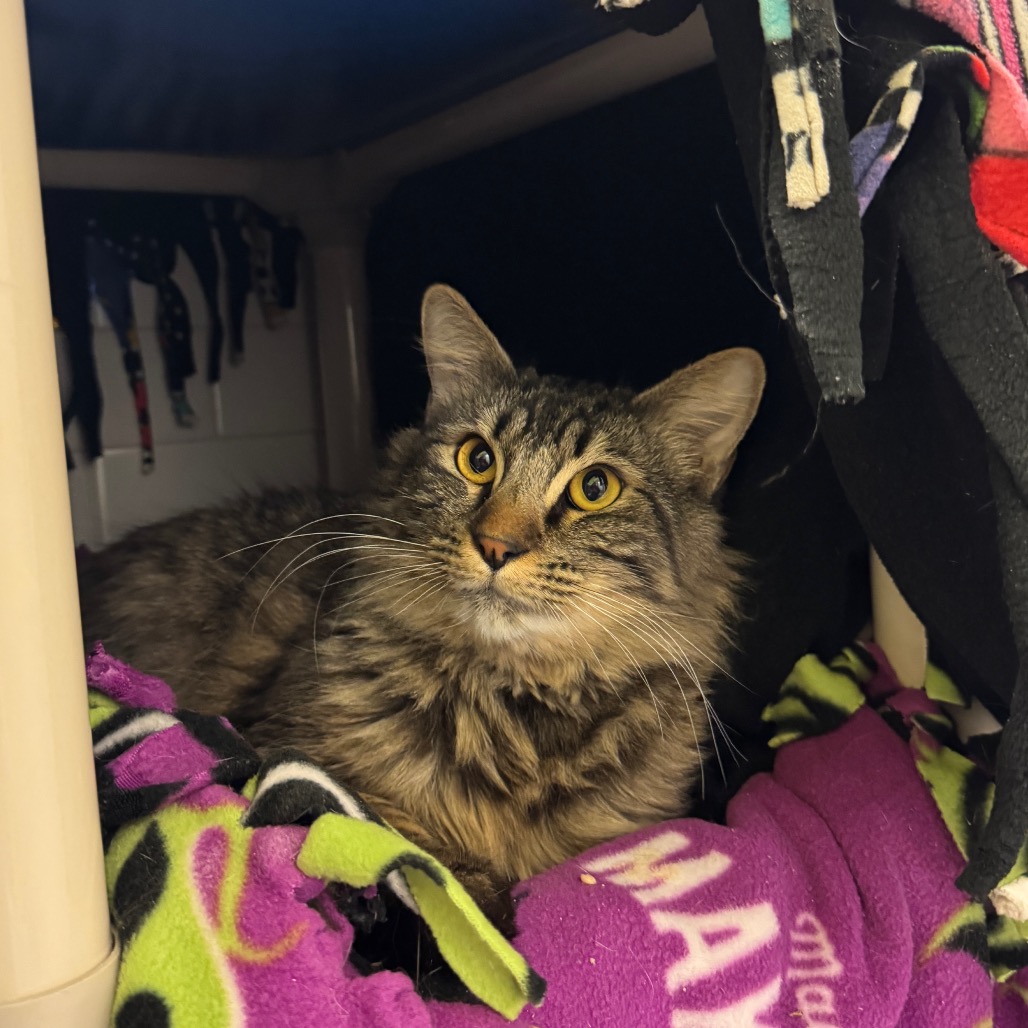 Photo of Lightning and Cloudy Cat