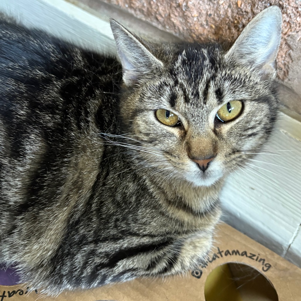 Chia Seed — thumbnail 2