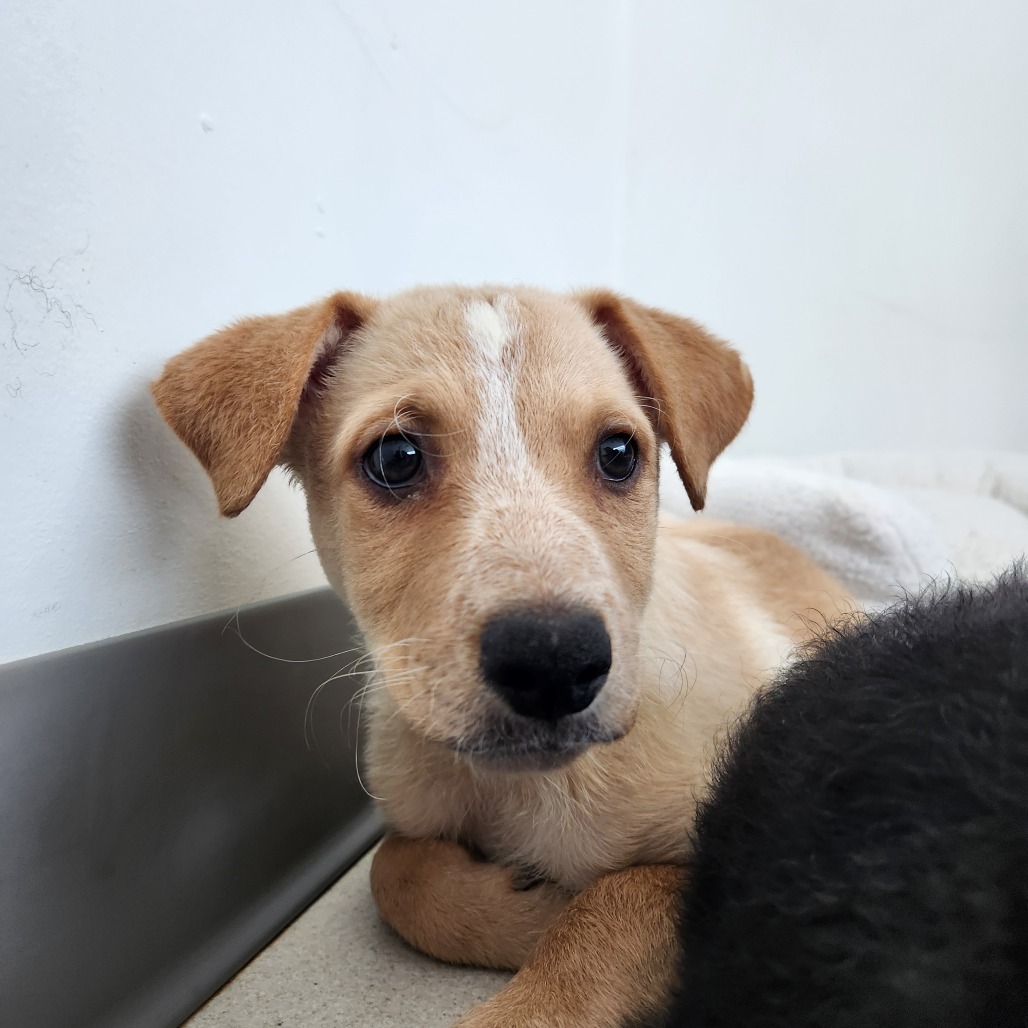 GEORGE - Rottweiler / Shepherd, Australian for adoption in Warwick