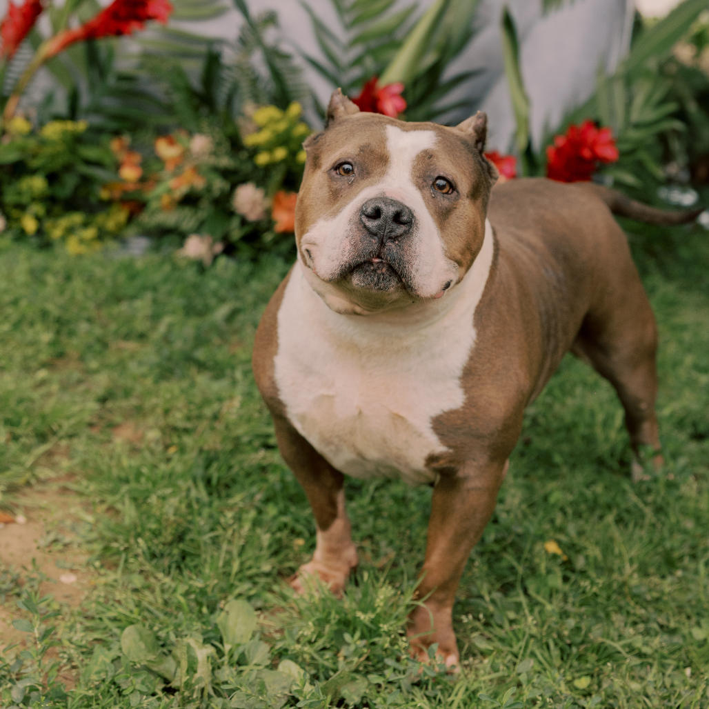 Angel — thumbnail 2