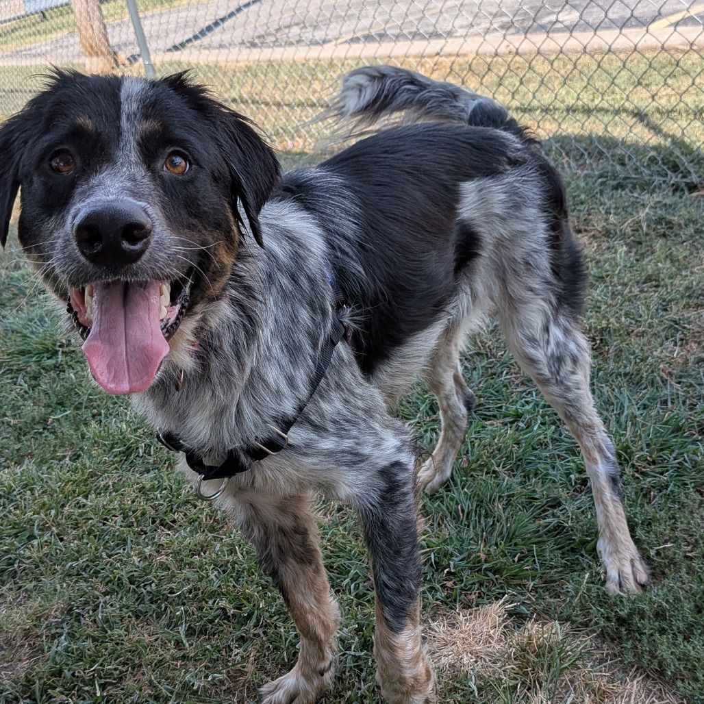 Greyson