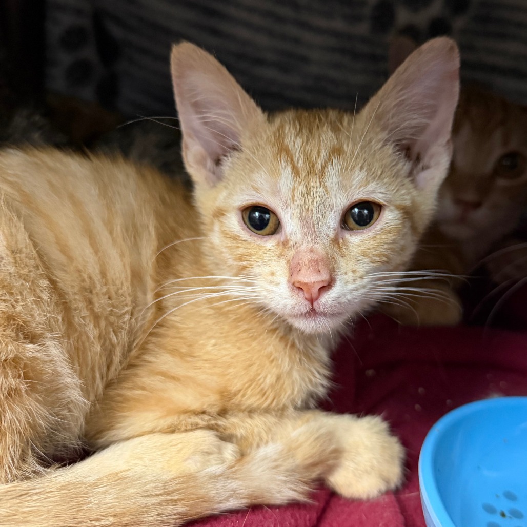 AGEMEMNON - American Shorthair available for adoption