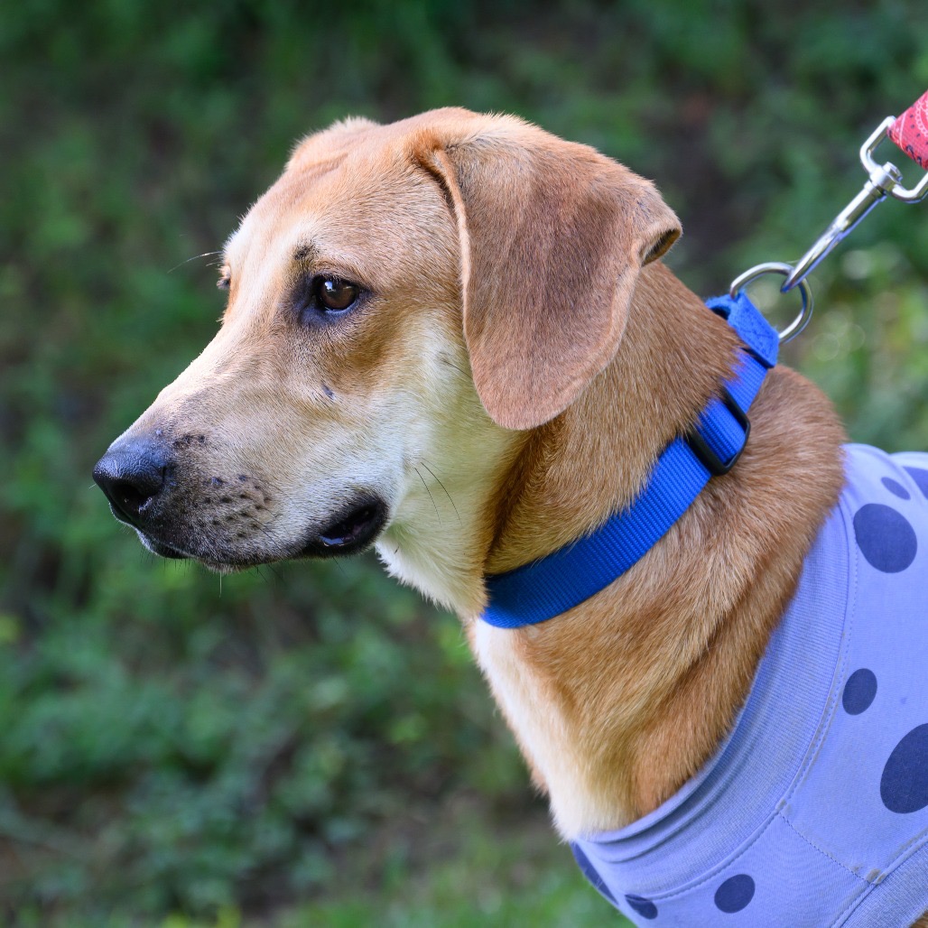 ALPHARETTA - Dottie, photo 11