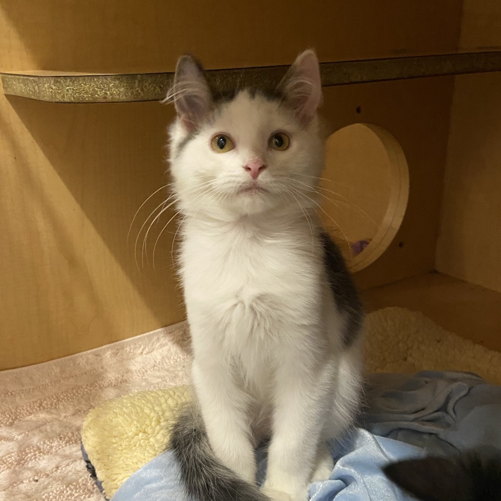 CLOSET - Domestic Longhair available for adoption