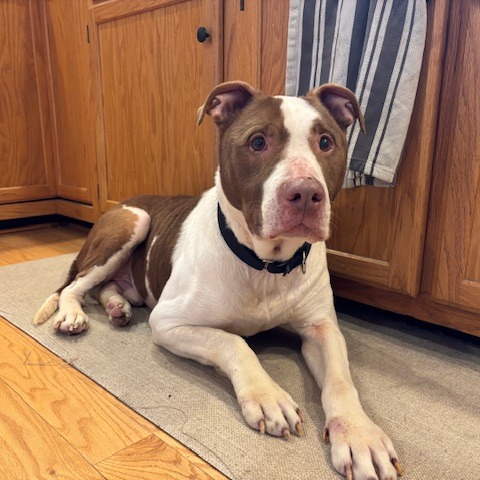 Zinger — thumbnail 4