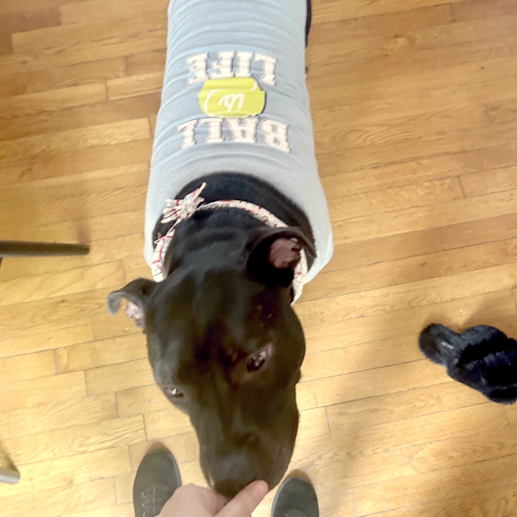 Bowser, photo 45