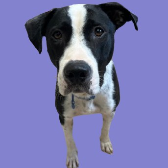Tusc Stray 81349