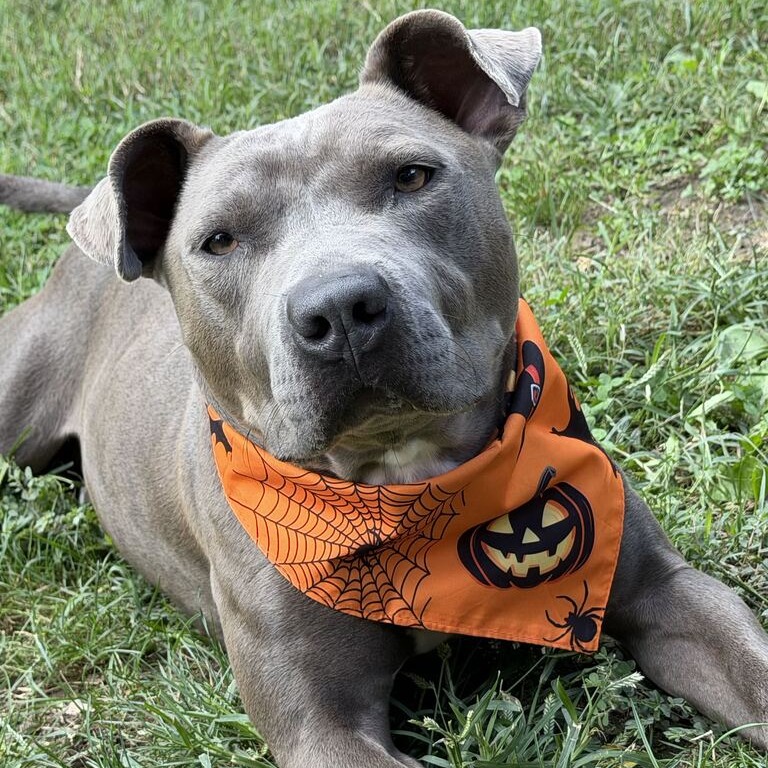 DWAYNE - Terrier / American Pit Bull for adoption in Dayton