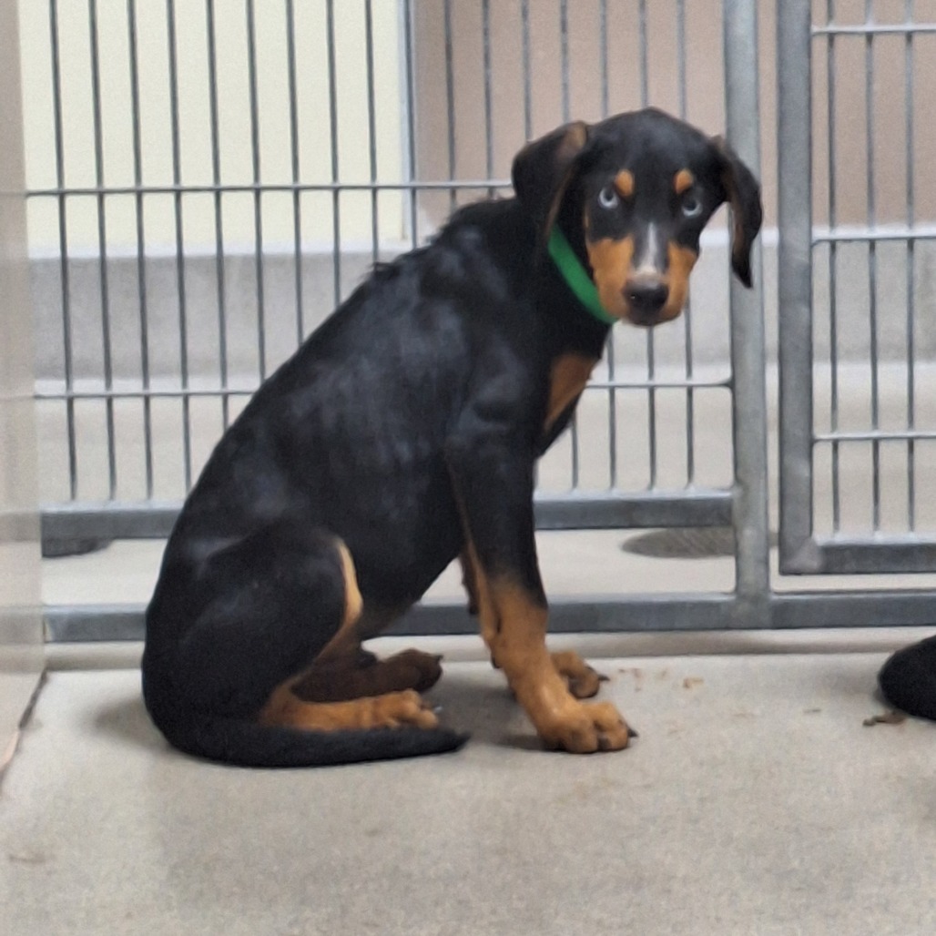  Kennel#34a green collar's preview photo