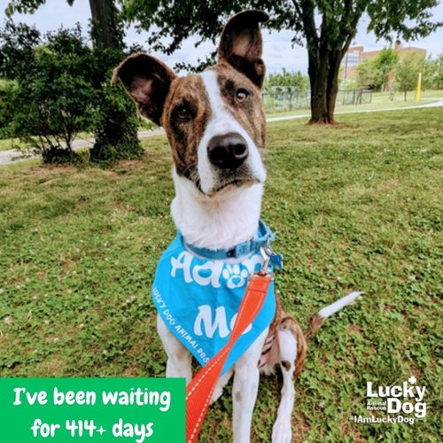 LUIGO - Shepherd / Queensland Heeler available for adoption
