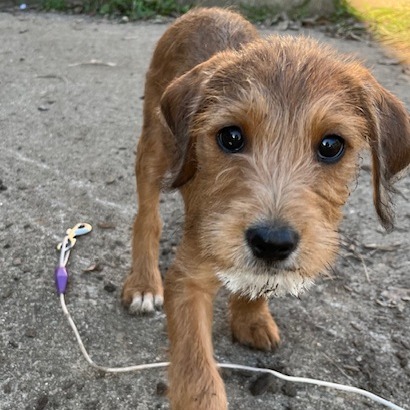 HONEY BEAR - Poodle, Standard / Mixed Breed (Large) available for adoption